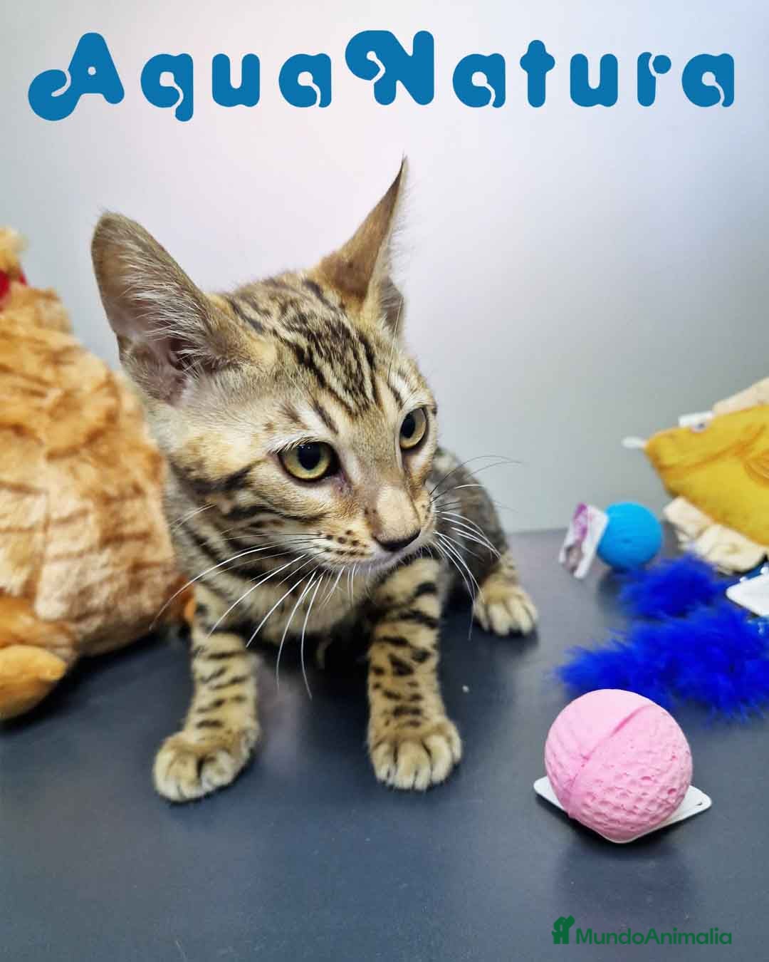 Bengalí gatos en venta: Bengali Hembra 4611 AQUANATURA - Imagen 2