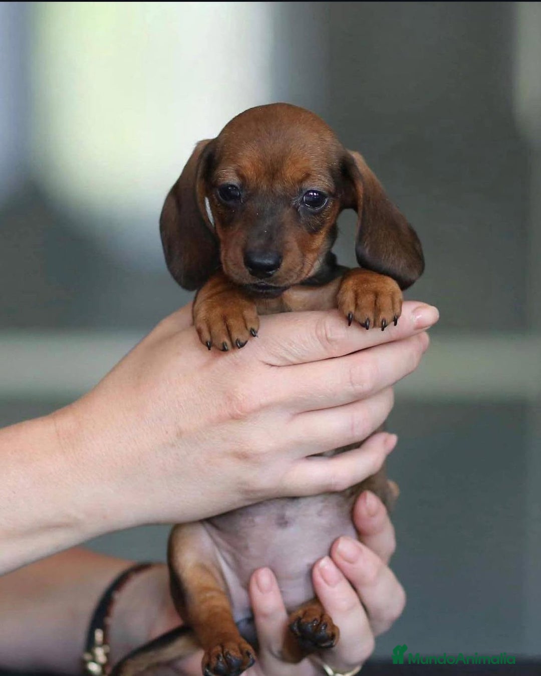 Teckel perros en venta: CAMADA DE TECKEL  - Anuncio 1