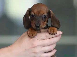 Teckel perros CAMADA DE TECKEL - Anuncio 31