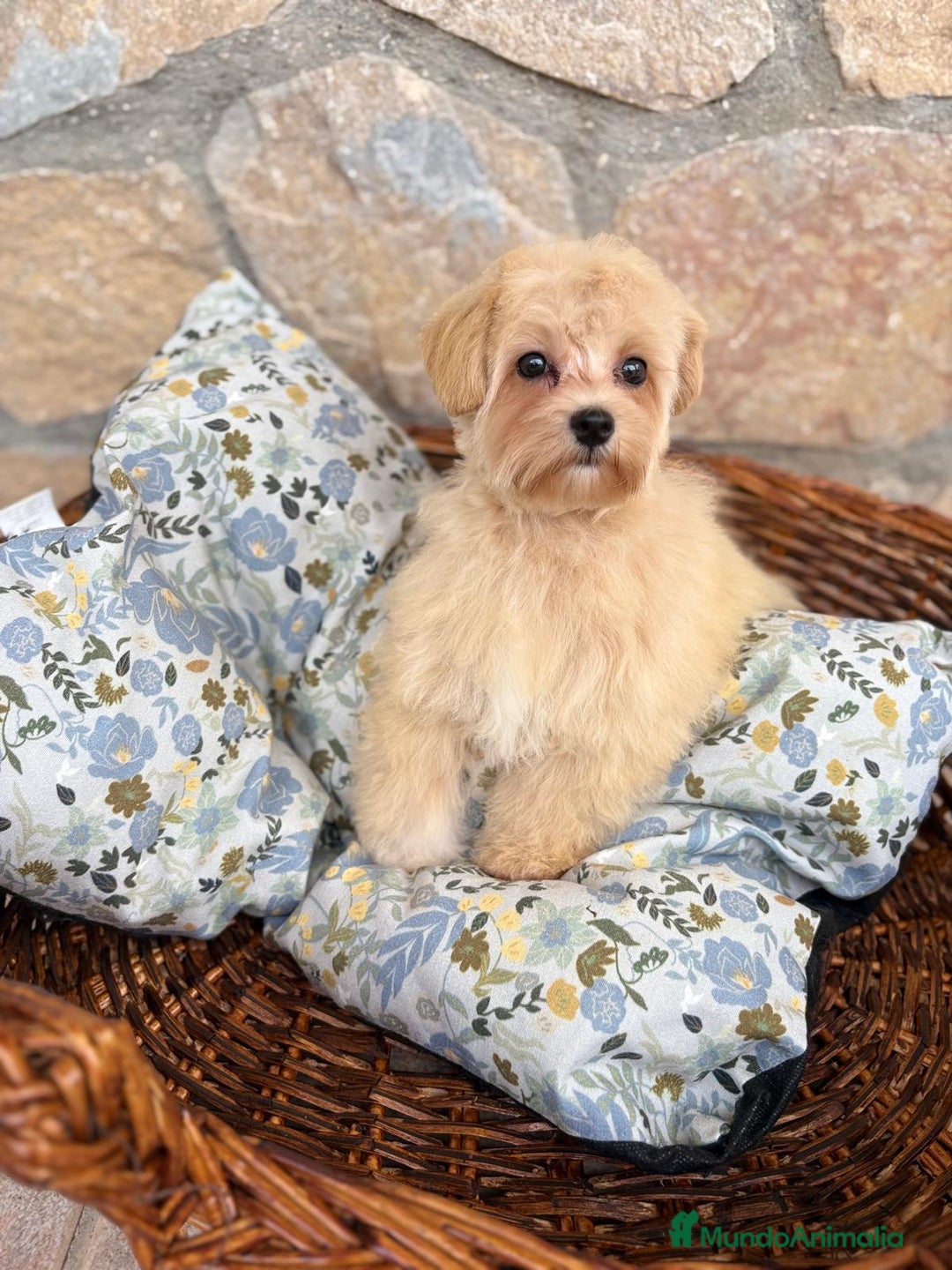 Maltipoo perros en venta: Maltipoo hembra disponible  - Imagen 6
