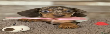 Teckel 6