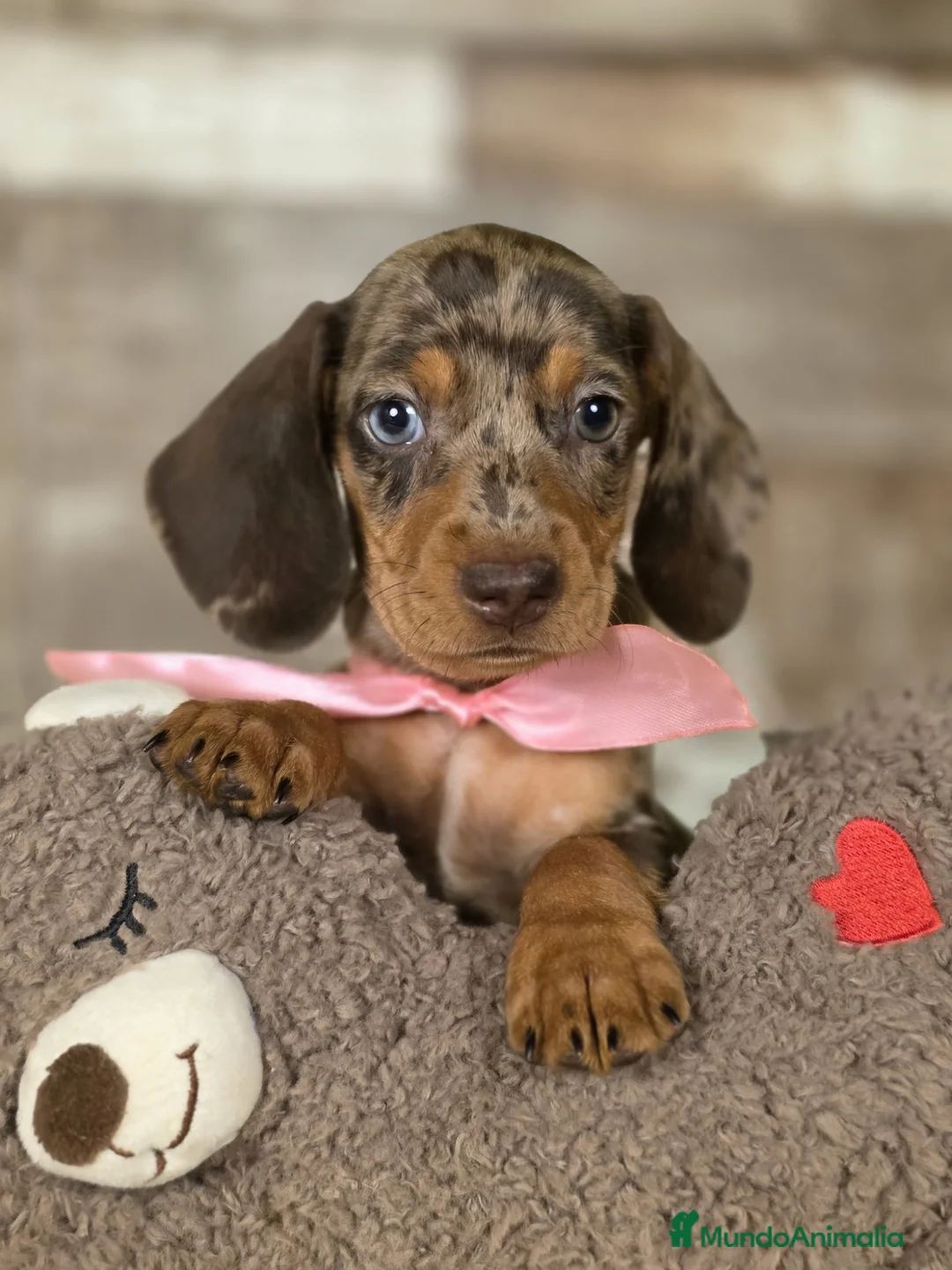 Teckel perros en venta: TECKEL MINIATURA Y KANINCHEN  - Anuncio 2