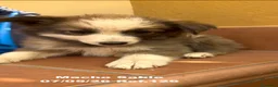 Border Collie perros en venta: Border Collie De Villa Biznaga - Anuncio 10
