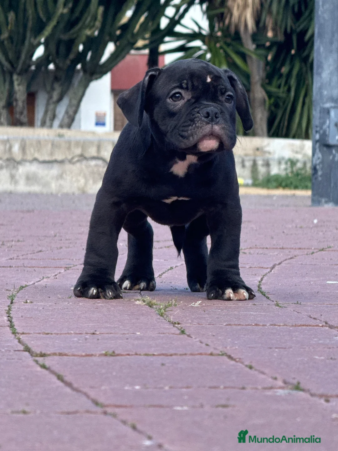 American Bully perros en venta: Cachorros de American Bully  - Anuncio 2