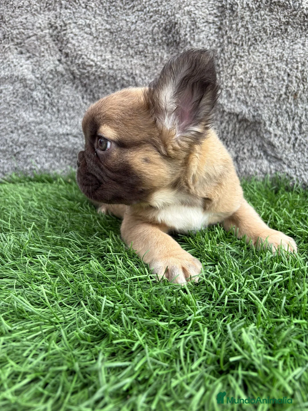 Bulldog Francés perros en venta: Cachorros Bulldog Frances Fluffy macho y hembra - Anuncio 15