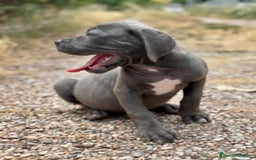 Cane Corso perros en venta: CANE CORSO - Imagen 3