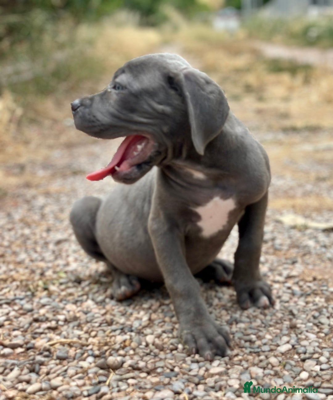Cane Corso perros en venta: CANE CORSO - Imagen 3