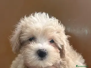 Maltipoo perros Maltipoos 628789235 - Anuncio 1