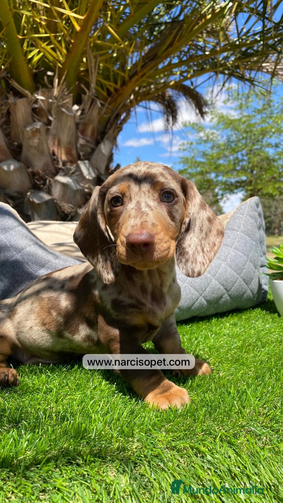 Teckel Miniatura perros TECKEL ARLEQUIN CHOCOLATE - Anuncio 9