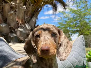 Teckel Miniatura perros TECKEL ARLEQUIN CHOCOLATE - Anuncio 9