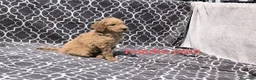 Caniche Gigante perros en venta: Caniches gigantes  - Anuncio 11