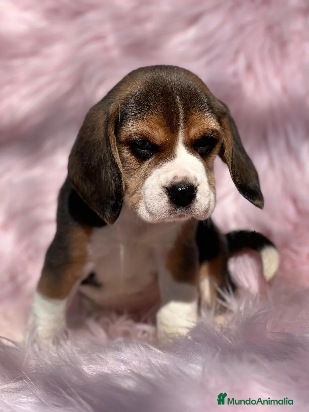 Beagle perros en venta: Beagle en Barcelona - Anuncio 7