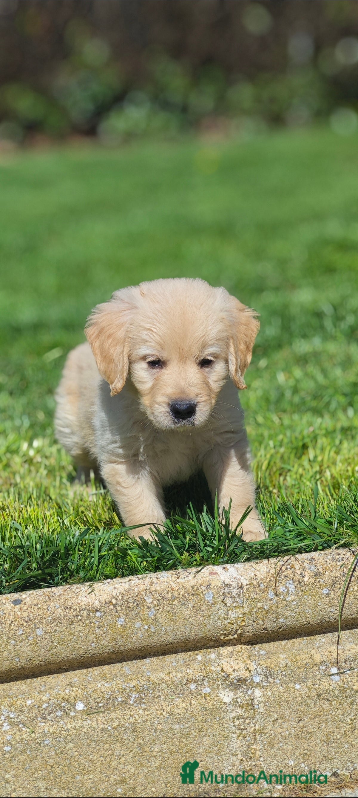 Golden Retriever perros Golden retriever  - Anuncio 20