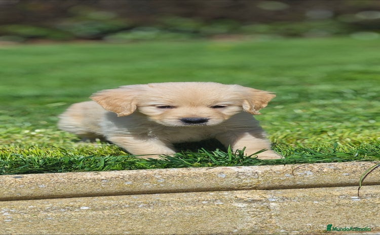 Golden Retriever perros - Anuncio 2