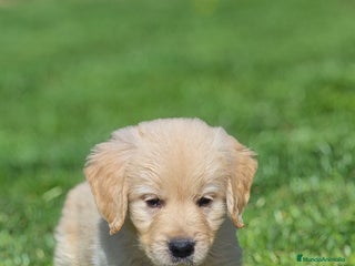 Golden Retriever perros - Anuncio 3