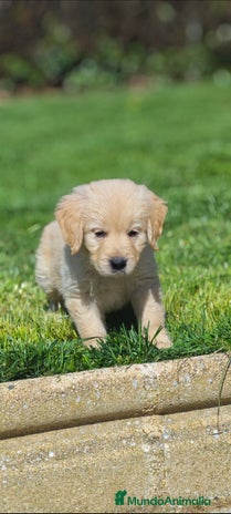 Golden Retriever perros - Anuncio 3