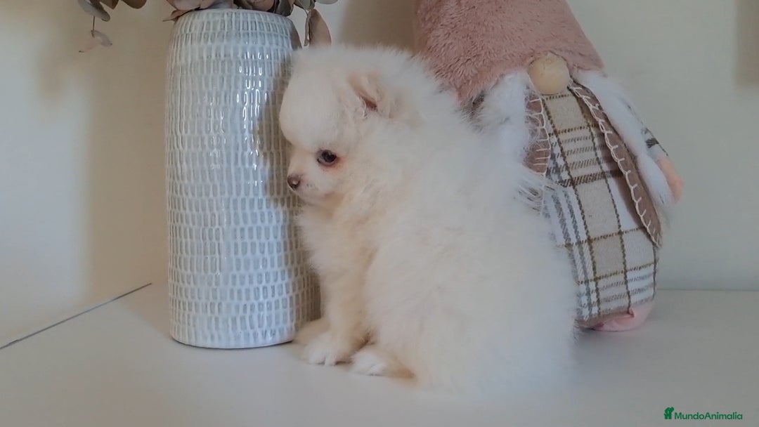 Pomerania perros en venta: Lulu de Pomerania  - Anuncio 3
