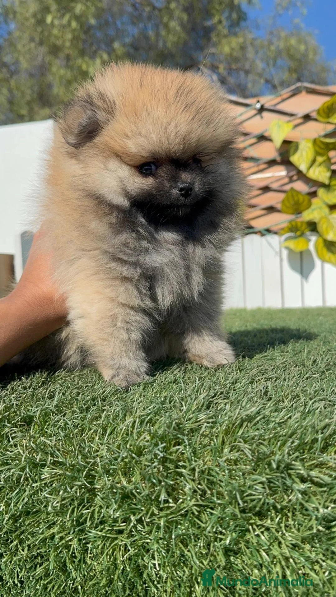 Pomerania perros en venta: POMERANIA - Anuncio 9