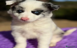 Border Collie perros en venta: BORDER COLLIE MERLE OJOS AZULES - Anuncio 3