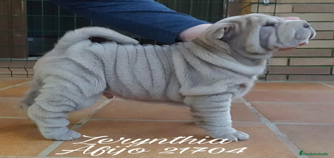 Imagen de galería {{count}}