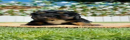 Cocker Spaniel Inglés perros en venta: CAMADA COCKER SPANIEL INGLES  - Anuncio 3