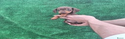 Teckel Miniatura perros en venta: TECKEL MINIATURA CHOCOLATE  - Anuncio 2