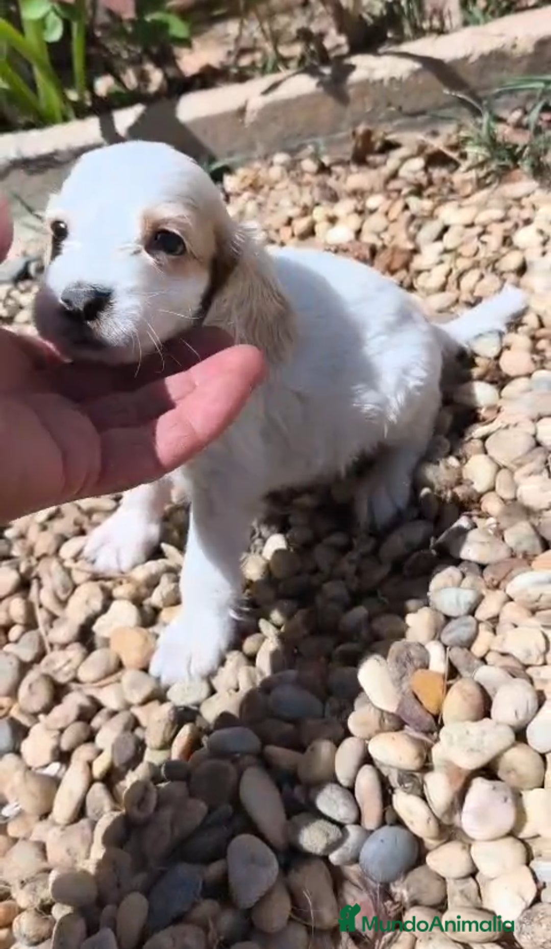 Cocker Spaniel Inglés perros en venta: Disponibles cachorros de cocker spaniels - Imagen 3