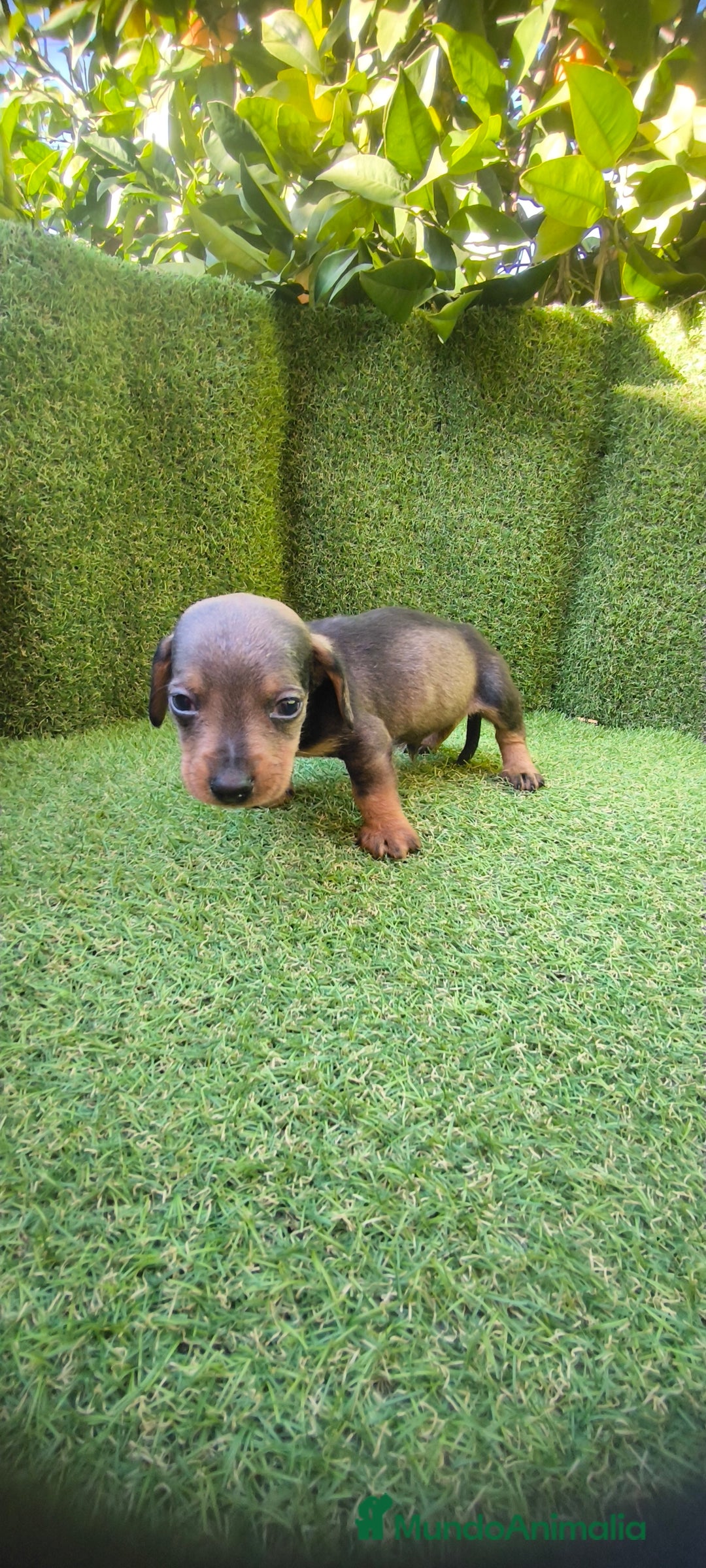 Teckel Miniatura perros en venta: camada teckel miniatura  - Anuncio 4