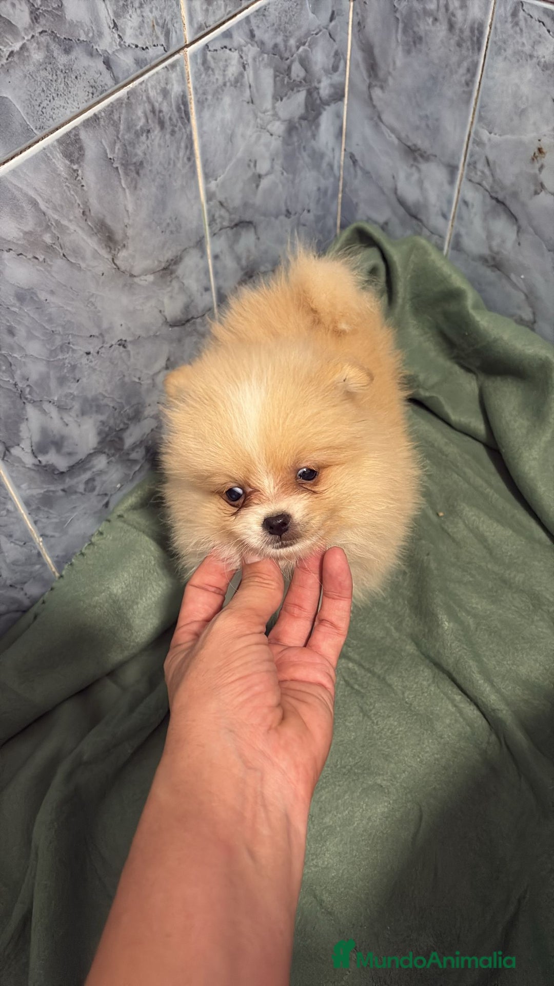 Pomerania perros en venta: Lulu pomerania mini toy  - Imagen 3