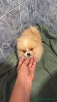 Pomerania perros - Anuncio 13