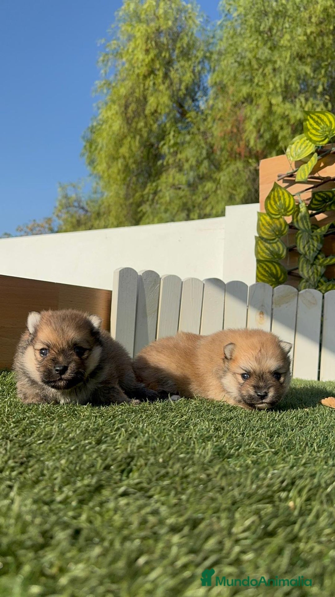 Pomerania perros en venta: POMERANIA MACHOS - Imagen 2