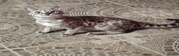 Bengalí gatos en venta: Macho Bengalí Silver  - Anuncio 3