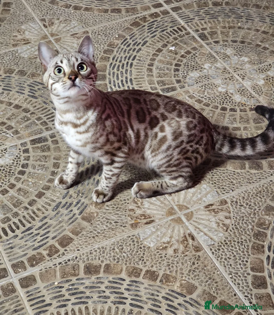 Bengalí gatos en venta: Macho Bengalí Silver  - Anuncio 3