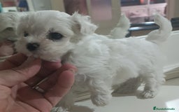 Bichón Maltés perros en venta: Bichón maltés linea coreana  - Imagen 1