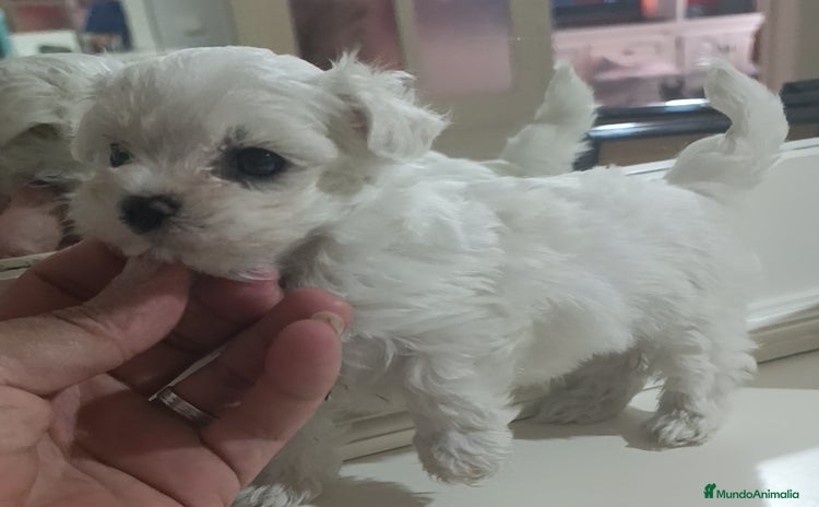 Bichón Maltés perros - Propaganda 3