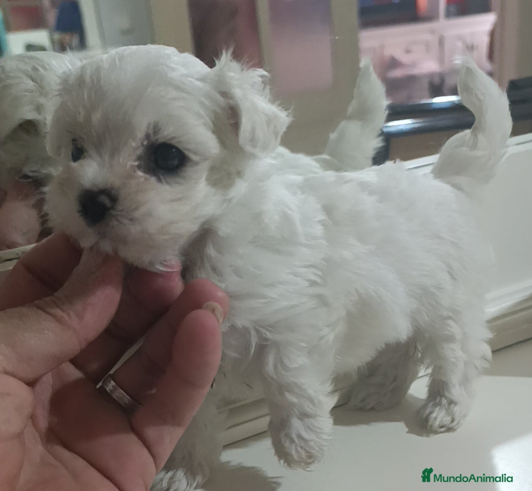 Bichón Maltés perros en venta: Bichón maltés linea coreana  - Imagen 1