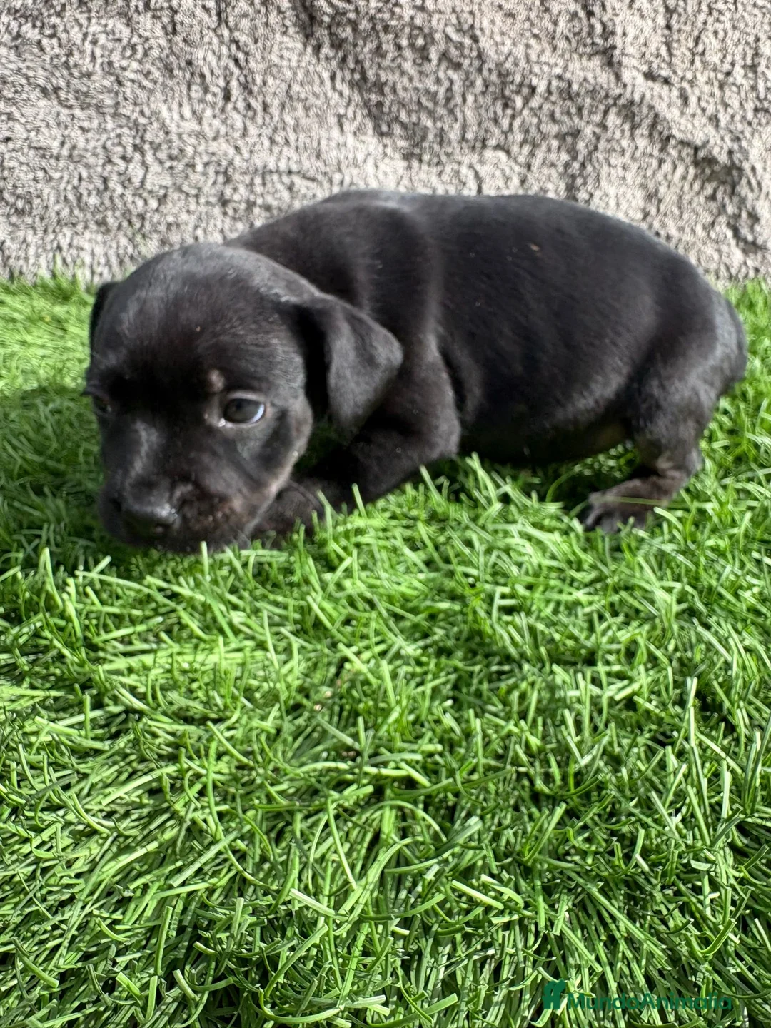 Staffordshire Bull Terrier perros en venta: Cachorro macho de Staffordshire Bull Terrier - Anuncio 6