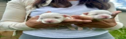 Bichón Maltés perros en venta: Bonita camada Bichon Maltes - Anuncio 2