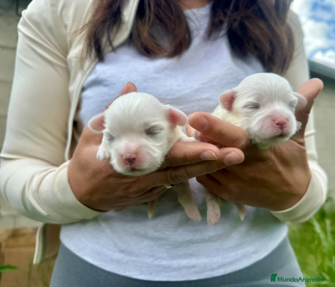 Bichón Maltés perros en venta: Bonita camada Bichon Maltes - Anuncio 2