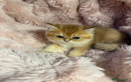 Británico de Pelo Corto gatos en venta: British golden en venta, macho y hembra - Imagen 4