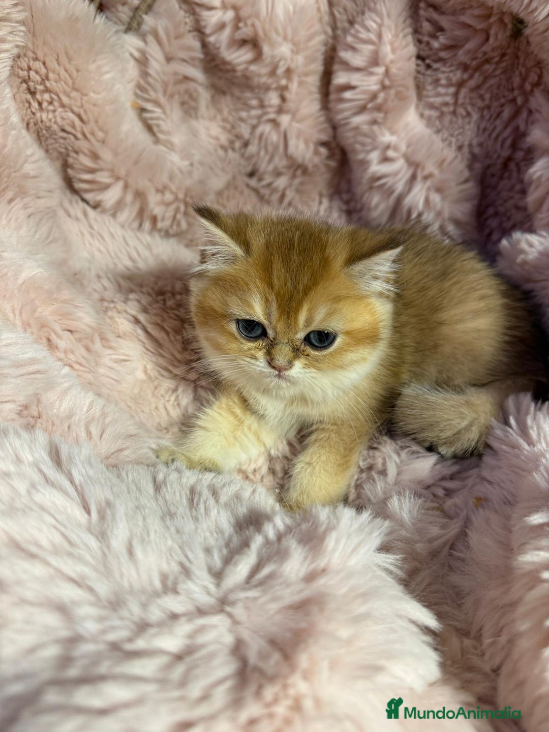 Británico de Pelo Corto gatos en venta: British golden en venta, macho y hembra - Imagen 4