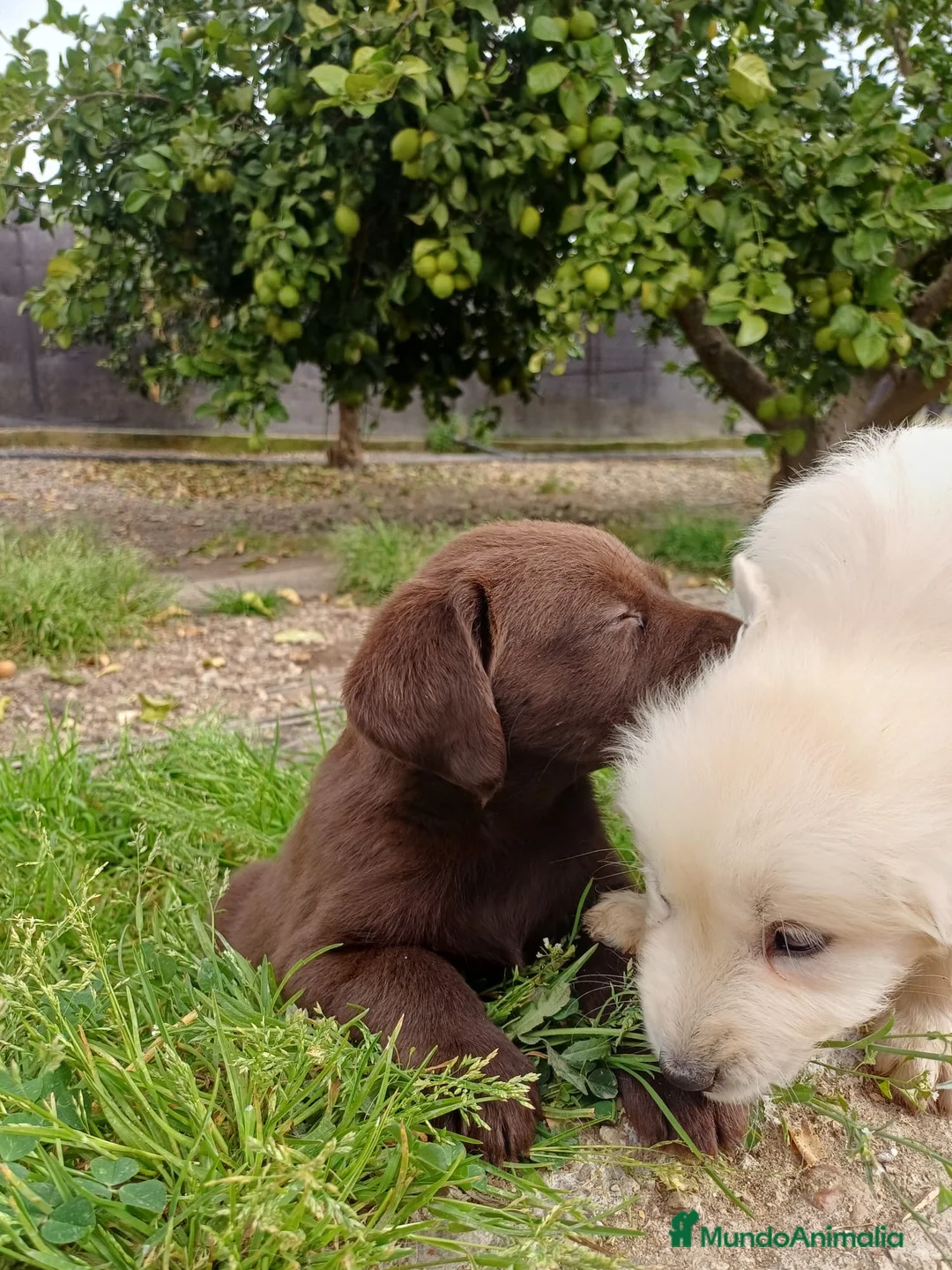 Golden Retriever perros en venta: Último golden 900€!!! PRECIO REAL SOLO HOY - Anuncio 3