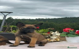 Pastor Belga Malinois perros en venta: Pastor belga malinois. Precio real en Cantabria - Imagen 7