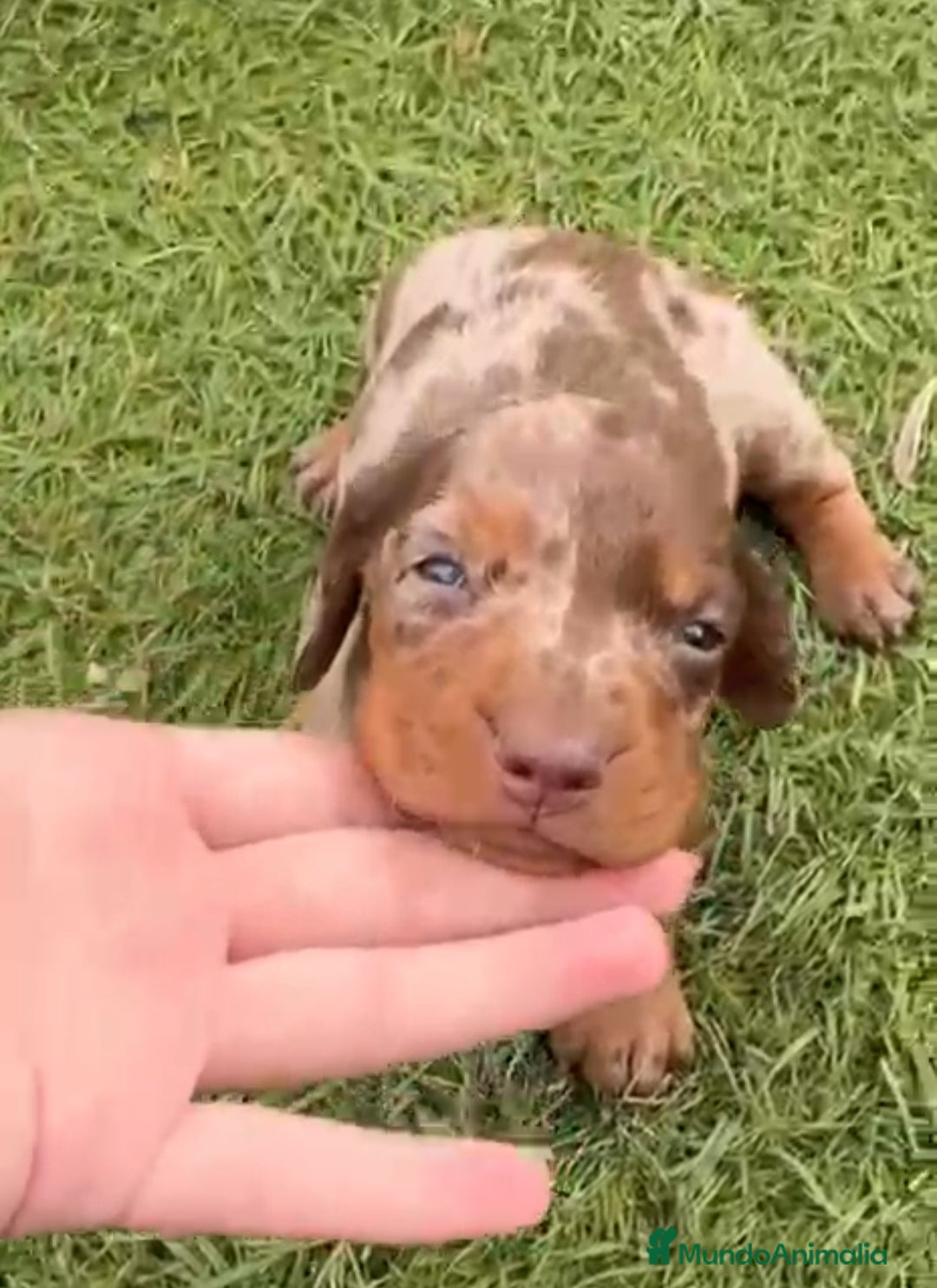 Teckel perros Teckel Mini - Anuncio 6