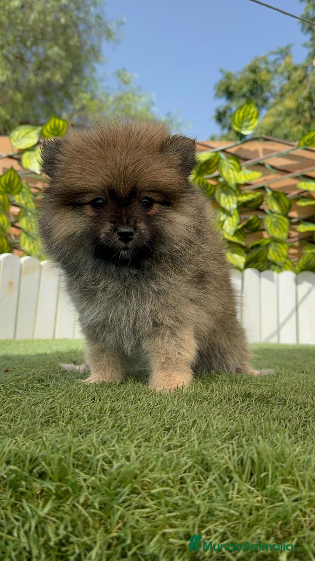 Pomerania perros en venta: POMERANIA MACHO 2 - Imagen 18