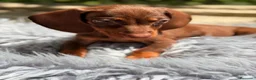 Teckel Miniatura perros en venta: TECKEL MINIATURA ESPECTACULAR - Anuncio 10