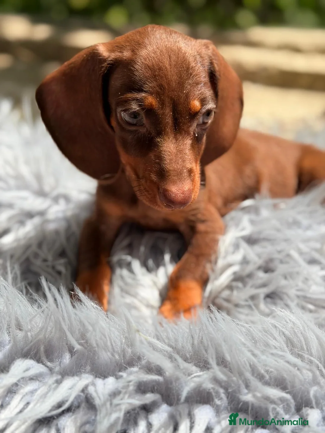 Teckel Miniatura perros en venta: TECKEL MINIATURA ESPECTACULAR - Anuncio 10
