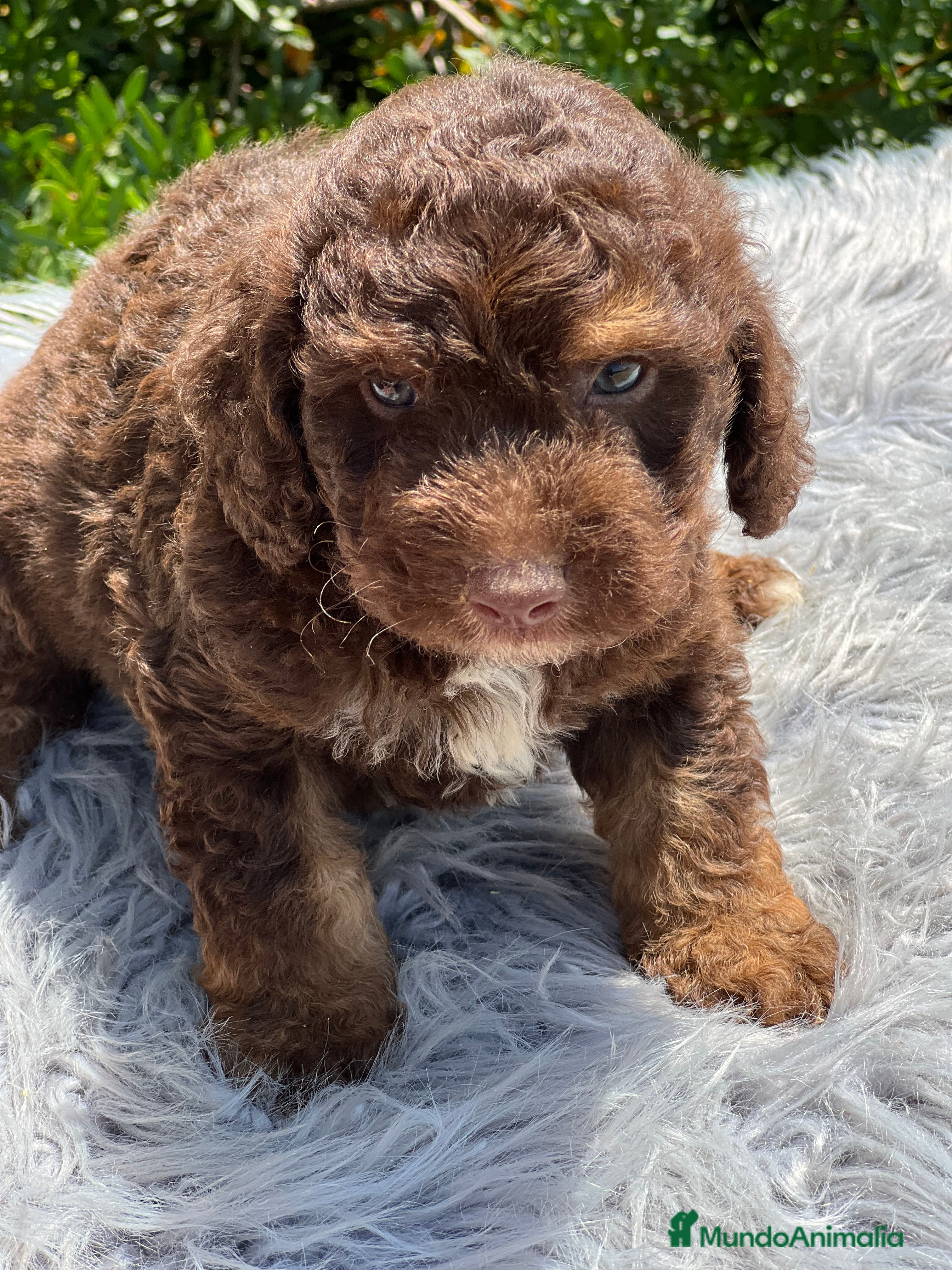 Perro de Agua Español perros Perro de agua chocolate  - Anuncio 3
