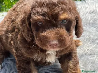 Perro de Agua Español perros Perro de agua chocolate - Anuncio 3