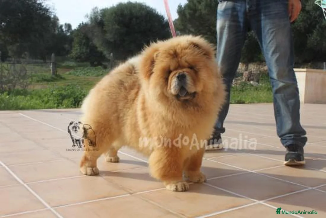 Imagen de galería {{count}}